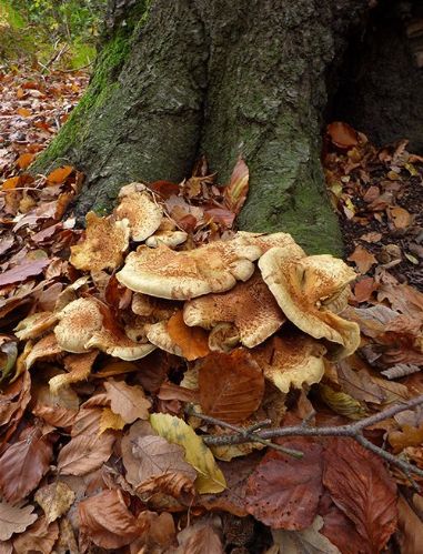 Mature caps at the base of birch that lack the distinctly shaggy nature in Epping Forest, Essex.